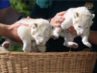 Two one-week-old lion cubs are presented to the press on May 6, 2016 at the zoo in Magdeburg, Germany.