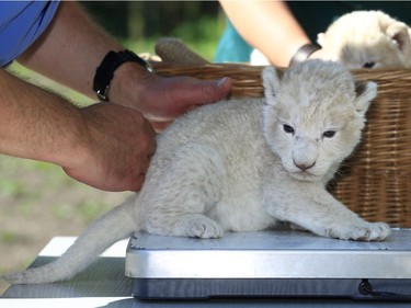 A one-week-old lion cub sits on the scales during a presentation to the press on May 6, 2016 at the zoo in Magdeburg, Germany.
