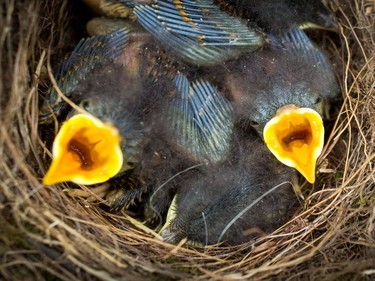 With widely open beaks, young robins wait in their nest for their parents to feed them on May 9, 2016 in Wiesbaden, Germany.