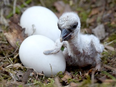 A stork hatchling sits next to the eggs of its siblings at the Eekholt Wildlife Park in Germany, May 2, 2016.