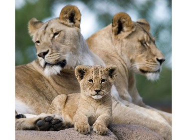 One of three lion cubs born in February at Utah's Hogle Zoo in Salt Lake City sits with mother Nabu and aunt Seyla as they are introduced to the public for the first time, May 16, 2016.