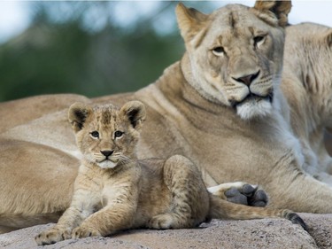 One of three lion cubs born in February at Utah's Hogle Zoo in Salt Lake City sits with mother Nabu and aunt Seyla as they are introduced to the public for the first time, May 16, 2016.