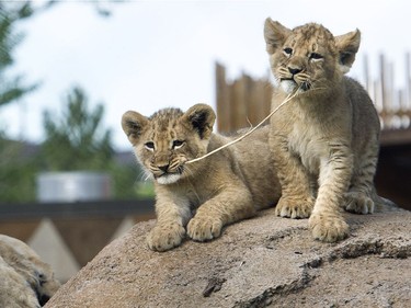 Two of three lion cubs born February at Utah's Hogle Zoo in Salt Lake City wrestle with a piece of grass as they are introduced to the public for the first time, May 16, 2016.