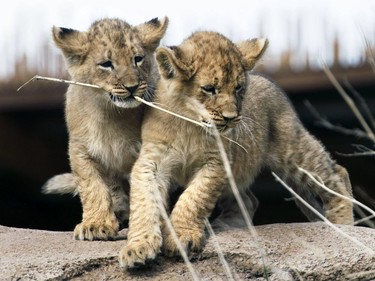 Two of three lion cubs born February at Utah's Hogle Zoo in Salt Lake City wrestle with a piece of grass as they are introduced to the public for the first time, May 16, 2016.