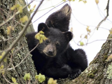 Bear cubs sit in a tree in Gardner, Massachusetts, May 16, 2016.