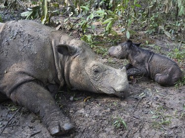 Ratu, a 14-year-old Sumatran rhinoceros, sits next to her newborn calf at Sumatran Rhino Sanctuary in Way Kambas National Park, Indonesia.