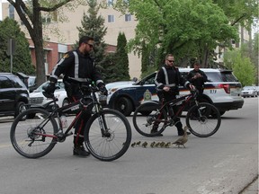 Members of the Saskatoon Police Service bike unit help a family of ducks navigate their way through downtown on Thursday afternoon. The officers were able to guide the feathered family to the South Saskatchewan River after blocking traffic for a short time at the intersection of 5th Ave. N and 22nd St. E and as they crossed Spadina Crescent towards the riverbanks.