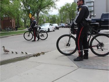 Members of the Saskatoon Police Service bike unit help a family of ducks navigate their way through downtown on Thursday afternoon. The officers were able to guide the feathered family to the South Saskatchewan River after blocking traffic for a short time at the intersection of 5th Ave. N and 22nd St. E and as they crossed Spadina Crescent towards the riverbanks.