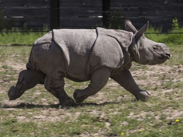Rhino calf Nandu runs at the Toronto Zoo on May 19, 2016.