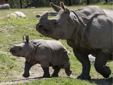 Rhino calf Nandu (L) at the Toronto Zoo on May 19, 2016.