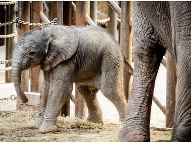 A newborn African elephant named Madiba takes his first steps in the Dutch zoo Safaripark Beerkse Bergen in Hilvarenbeek, Netherlands, May 4, 2016.