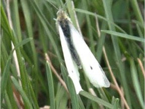 Cabbage butterflies are appearing in Saskatoon.