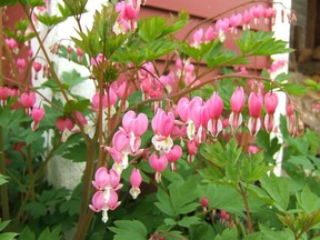 Bleeding heart