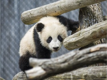 One of two giant panda cubs — Jia Panpan (male) and Jia Yueyue (female) — at the Toronto Zoo in Toronto, Ontario, May 5, 2016.