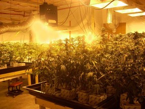 In October 2010, RCMP seized more than 400 marijuana plants from a grow-op in Grand Coulee, Sask. The Association of Saskatchewan Realtors wants a public registry of grow ops to let buyers make informed decisions.
