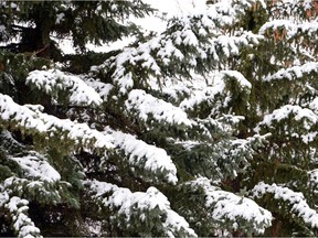 Spruce trees in Wascana Cente after recent snowfall in Regina on April 28, 2014.