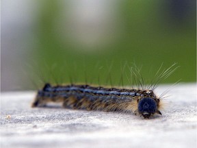 The city's Tent caterpillar population is up this year, while the prairies endure the third year of a periodic outbreak, according to the city's pest management supervisor Jeff Boone.