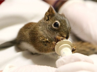 Sarah Townson feeds a five-week-old red squirrel at the Wild at Heart Wildlife Refuge Centre in Lively, Ontario, May 20, 2016.