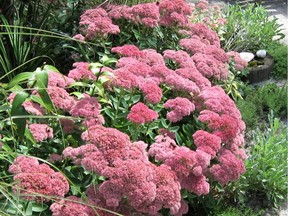 Autumn Fire showy stonecrop.