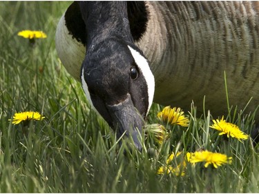 A Canada goose feasts on dandelions in a downtown Saskatoon park, May 18, 2016.