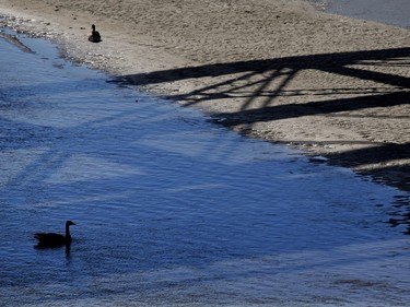 A Canada goose finds some shade from the sun from the train bridge next to the South Bridge with above normal temperatures in Saskatoon today and for the coming week, May 2, 2016