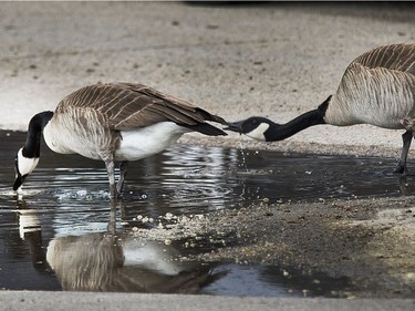 A pair of Canada geese sip on a drink of water along the curb in the Saskatoon Civic Conservatory parking area after picking through the grass for food earlier, May 24, 2016.