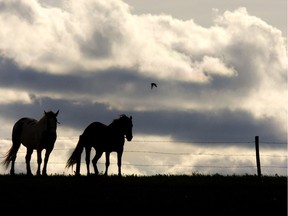 Cloudy rain weather gives way to greener pastures.