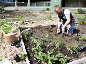 Mark Conan plants red onions in his plot located at the Nutana Community Gardens, Mark has had this plot for two years and it holds a dozen different vegetables in Saskatoon, Saskatchewan on Friday, May 20th, 2016.