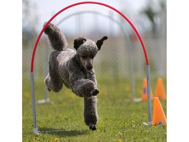 Carla Harty's standard poodle Moose competes in the dog agility show in Saskatoon on May 22, 2016.
