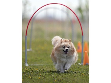 Chloe, a mini American Eskimo Pomeranian cross, competes in the dog agility show in Saskatoon on May 22, 2016.