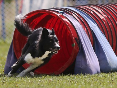 Fort McMurray evacuee Kelly Maertens-Poole's border collie Fury competes in the dog agility show in Saskatoon on May 22, 2016.