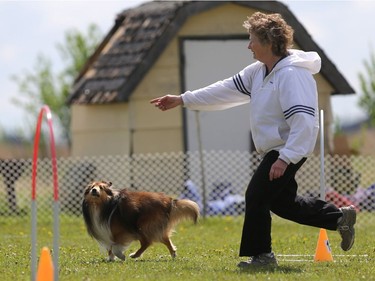 Nancy Tyler's sheltie Lucan competes in the dog agility show in Saskatoon on May 22, 2016.