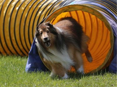 Nancy Tyler's sheltie Lucan competes in the dog agility show in Saskatoon on May 22, 2016.