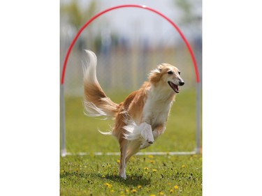 Susan April's silken windhound Wynn competes in the dog agility show in Saskatoon on May 22, 2016.