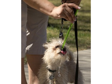 Raven Shepherd shares some water  through a straw with her six-month-old cross Jak while out on a walk on Berini  Drive, Monday, May 02, 2016.