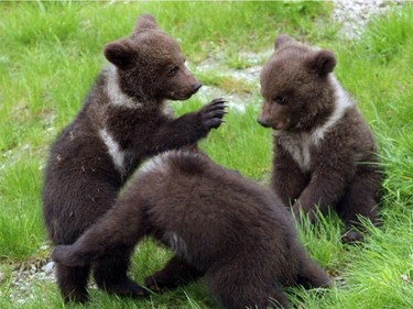 Three newborn bears play at the Aran Park in the Spanish Pyrenees' village of Bossost in this undated photo released May 20, 2016.