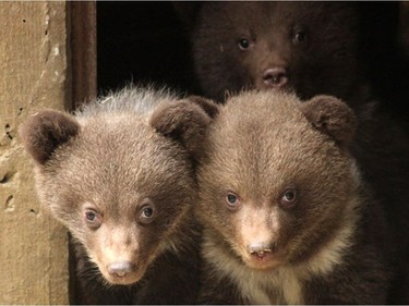 Three newborn bears look from their den's entrance at the Aran Park in the Spanish Pyrenees' village of Bossost in this undated photo released May 20, 2016.