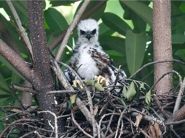 A baby crested goshwak, on the list of Convention on International Trade in Endangered Species of Wild Fauna Flora (CITES), waits for food in a nest in Taipei, Taiwan, May 7, 2016.