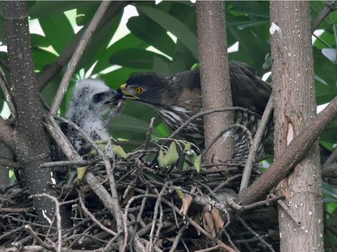 A crested goshwak, on the list of the Convention on International Trade in Endangered Species of Wild Fauna Flora (CITES), feeds its chick in a nest in Taipei, Taiwan, May 7, 2016.