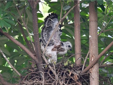 A baby crested goshwak, on the list of Convention on International Trade in Endangered Species of Wild Fauna Flora (CITES), extends its wings while waiting for food in a nest in Taipei, Taiwan, May 7, 2016.