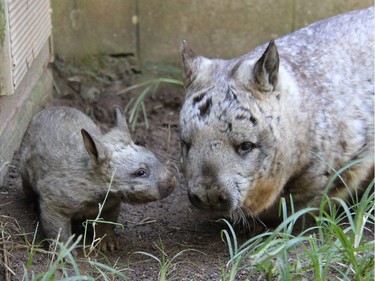 Southern hairy-nosed wombat joey Kibbar is seen at Taronga Zoo on April 28, 2016 in Sydney, Australia. Kibbar is the third female southern hairy-nosed wombat joey to be born at the zoo in five years.