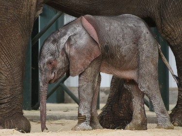 A male baby elephant is seen at the zoo in Dallas, Texas, May 16, 2016.