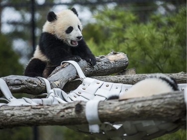 Two giant panda cubs — Jia Panpan (male) and Jia Yueyue (female) — at the Toronto Zoo in Toronto, Ontario, May 5, 2016.