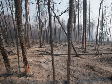 Trees charred by a wildfire continue to smoulder along along Highway 63 on May 6, 2016 in Fort McMurray, Alberta. Wildfires, which are still burning out of control, have forced the evacuation of more than 80,000 residents from the town.