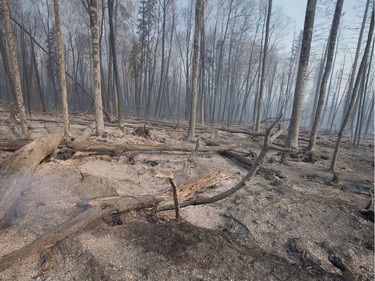 Trees charred by a wildfire continue to smoulder along along Highway 63 on May 6, 2016 in Fort McMurray, Alberta. Wildfires, which are still burning out of control, have forced the evacuation of more than 80,000 residents from the town.