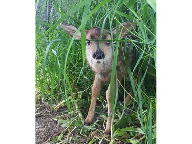 A baby deer is shown at a wildfire sanctuary in Smithers, B.C. in a handout photo released June 13, 2016.