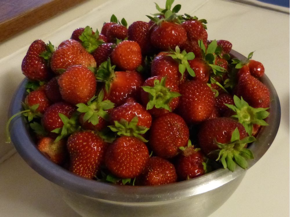 Seascape strawberries ideal for hot, dry prairie summers The Star Phoenix