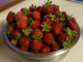 A bowl full of delicious, fresh-picked Seascape strawberries.