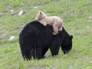 A creamy white bear cub was spotted with its black bear mom in Whistler in early June 2016.