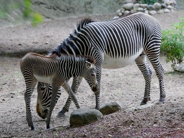 A four-day-old Grevy's zebra stands with her mother Adia in their habitat at the Lincoln Park Zoo in Chicago, Illinois, June 22, 2016.